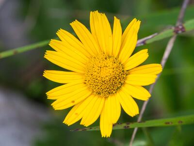 inula salicina detail