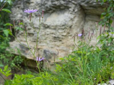 lactuca perennis