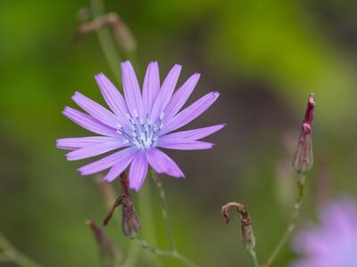 lactuca perennis detail