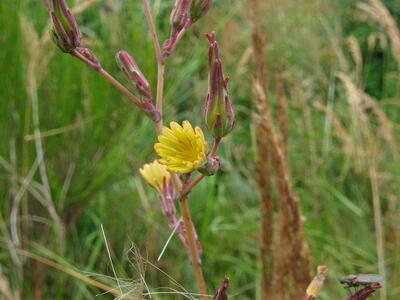 lactuca serriola