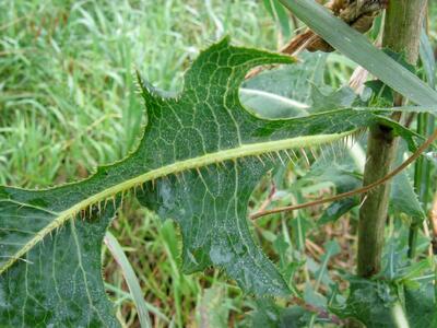 lactuca serriola blatt