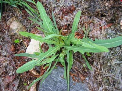 lactuca tatarica