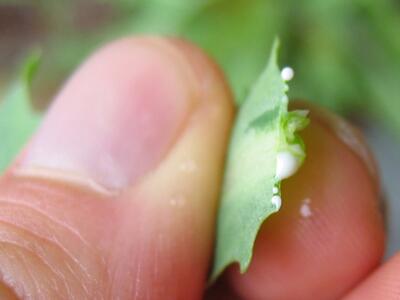 lactuca tatarica milchsaft