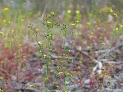 lapsana communis