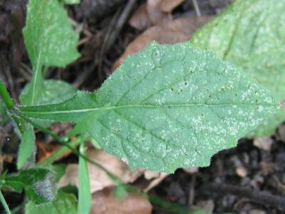 lapsana communis blatt