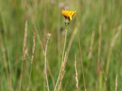 leontodon autumnalis