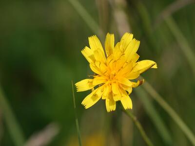 leontodon autumnalis detail