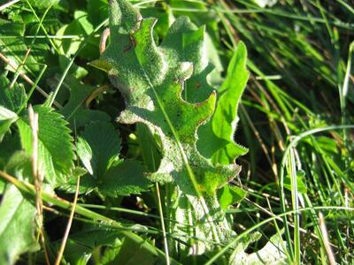 leontodon hispidus blatt