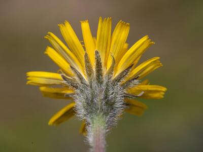 leontodon hispidus detail