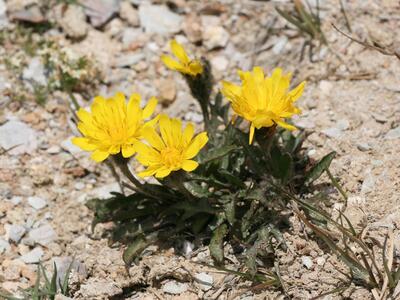 leontodon montanus