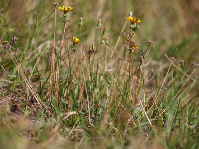 leontodon saxatilis