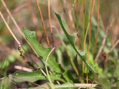 leontodon saxatilis blatt