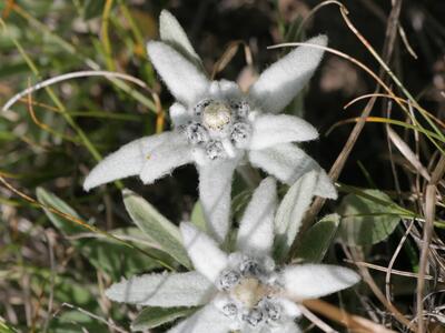 leontopodium alpinum