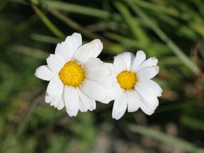 leucanthemopsis alpina detail