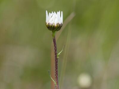 leucanthemum ircutianum