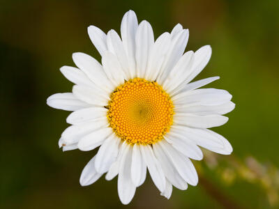 leucanthemum vulgare