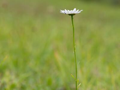 leucantheum vulgare habitus