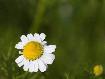 matricaria recutita