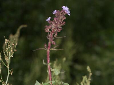 mulgedium alpinum