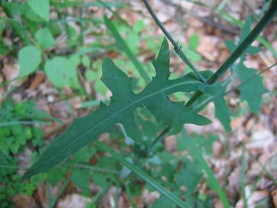 mycelis muralis blatt