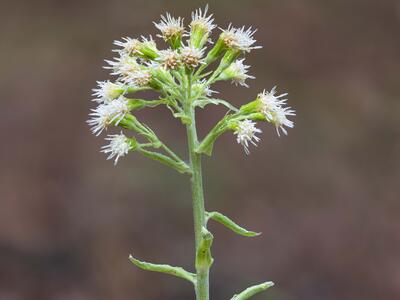 petasites albus