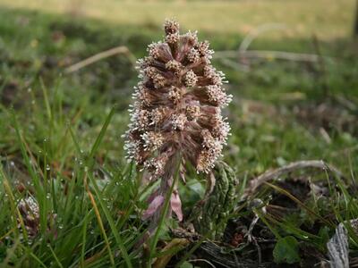 petasites hybridus