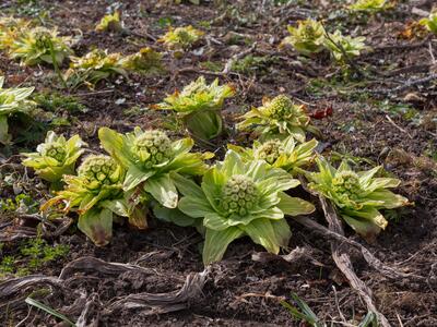 petasites japonicus