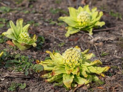 petasites japonicus detail