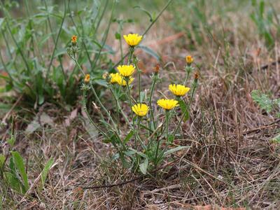 picris hieracioides