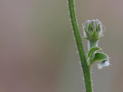 picris hieracioides staengel