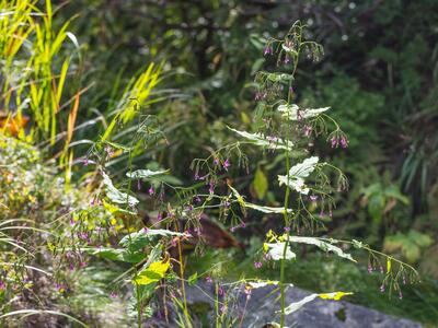 prenanthes purpurea