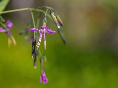 prenanthes purpurea detail