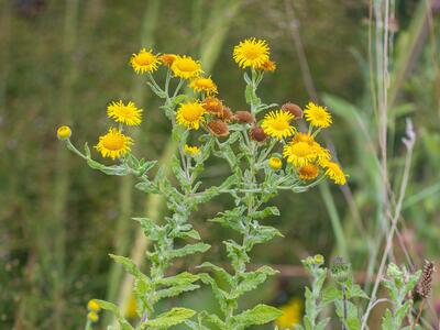 pulicaria dysenterica