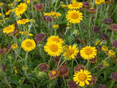 pulicaria dysenterica detail