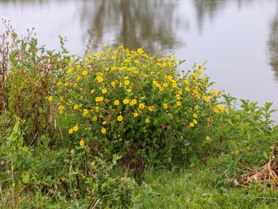 pulicaria dysenterica habitus