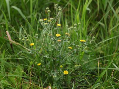 pulicaria vulgaris