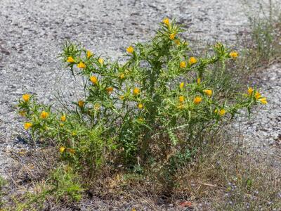 scolymus hispanicus