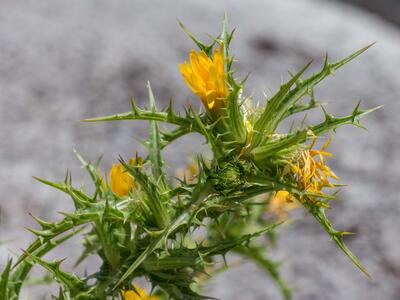 scolymus hispanicus detail