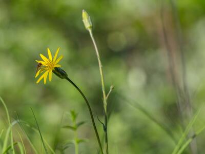 scorzonera hispanica