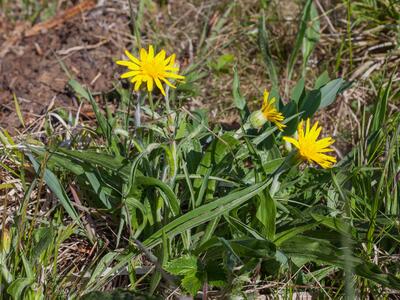 scorzonera humilis