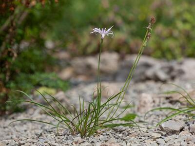 scorzonera purpurea ssp rosea