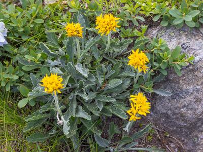 senecio carniolicus