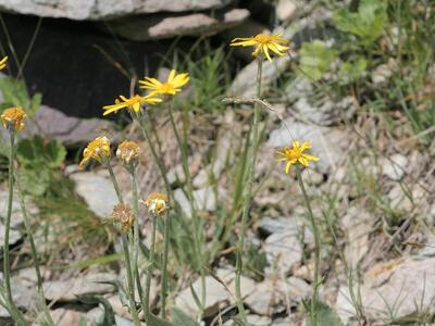 senecio doronicum