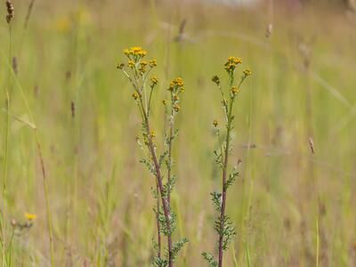 senecio erucifolius