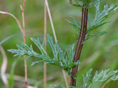senecio erucifolius blatt