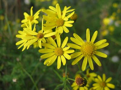 senecio inaequidens