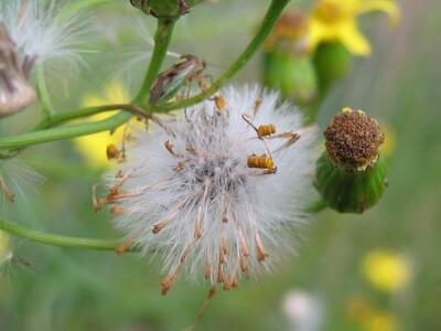 senecio inaequidens frucht