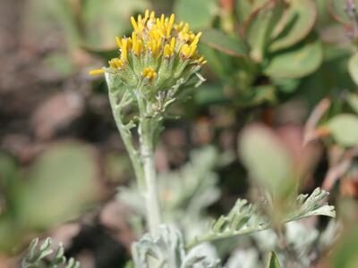 senecio incanus