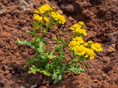 senecio incrassatus