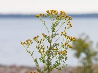 senecio jacobaea ssp dunensis